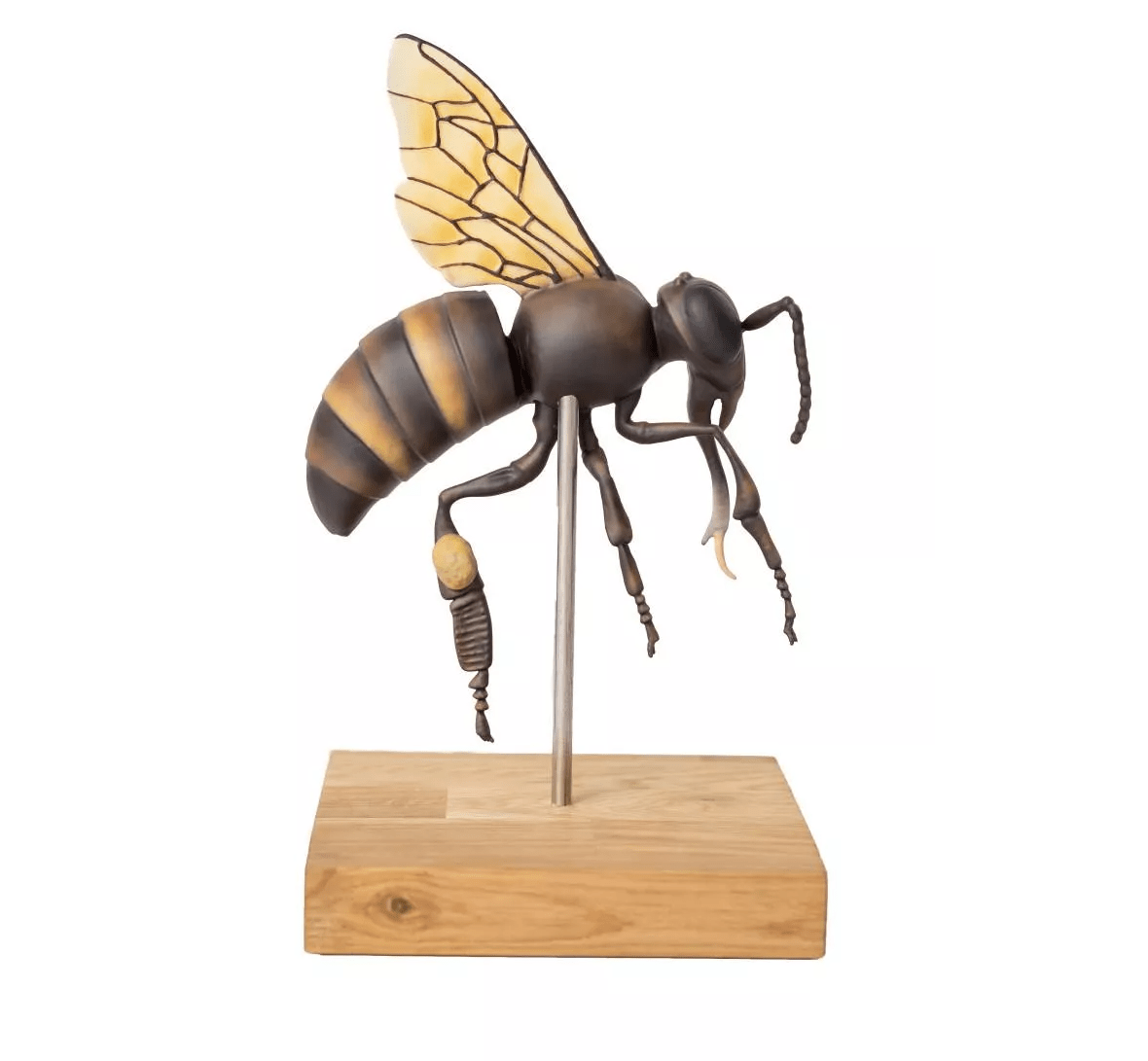 Vergleichendes Modell der Leberstruktur von Schwein, Rind und Pferd - Erler - Zimmer